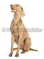 Weimaraner Dog - looking above por Sergio Schnitzler o Yio - Multimedia