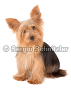 Yorkshire Terrier Dog - male 1 year by Sergio Schnitzler aka Yio - Multimedia